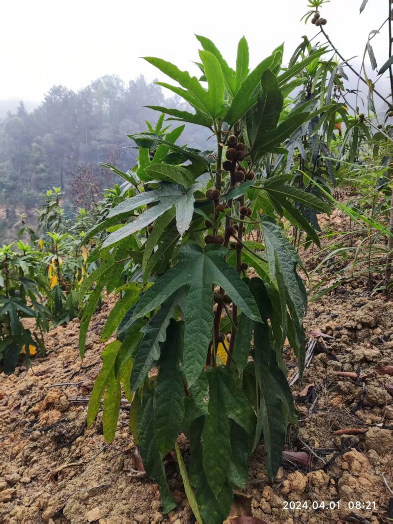 五指毛桃鲜货，十亩地，准备要开挖