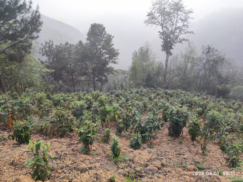 五指毛桃鲜货，十亩地，准备要开挖