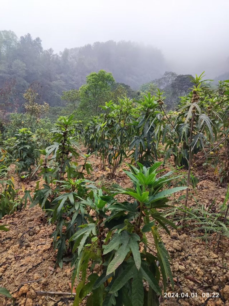 五指毛桃鲜货，十亩地，准备要开挖