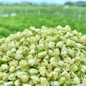 茉莉花蕾干