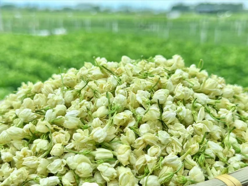 茉莉花蕾干