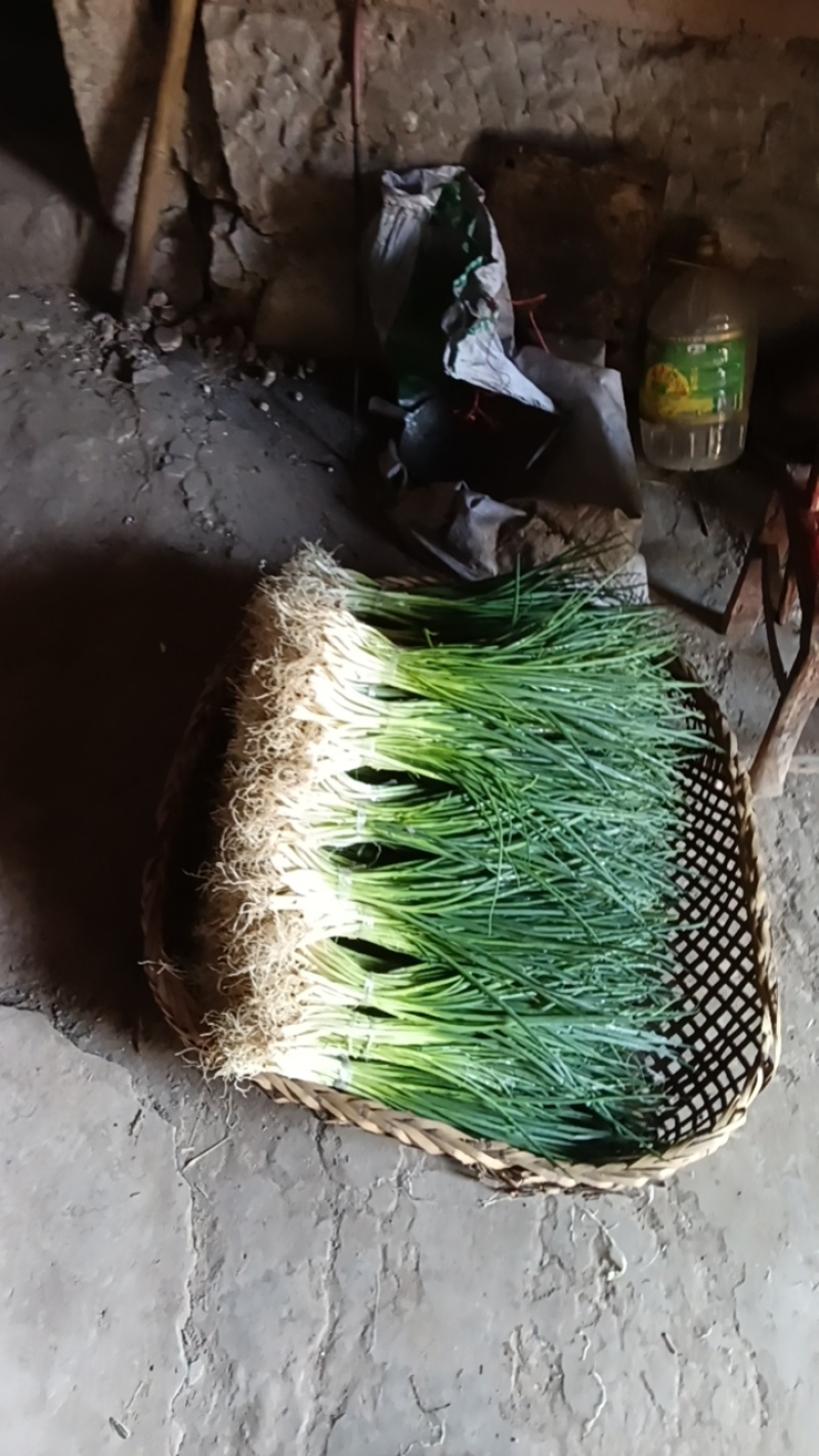 分葱