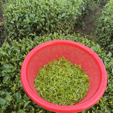 春茶