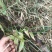 贵州高山柔毛淫羊藿