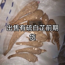 有硫白芷前期货