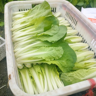 自家种的大棚小白菜瓢儿菜