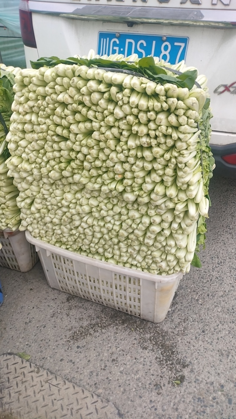 自家种的大棚小白菜瓢儿菜