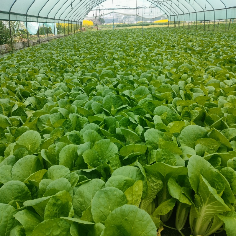自家种的大棚小白菜瓢儿菜