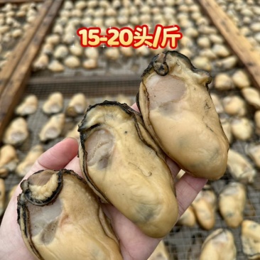 金蚝干，金蚝，蚝豉
