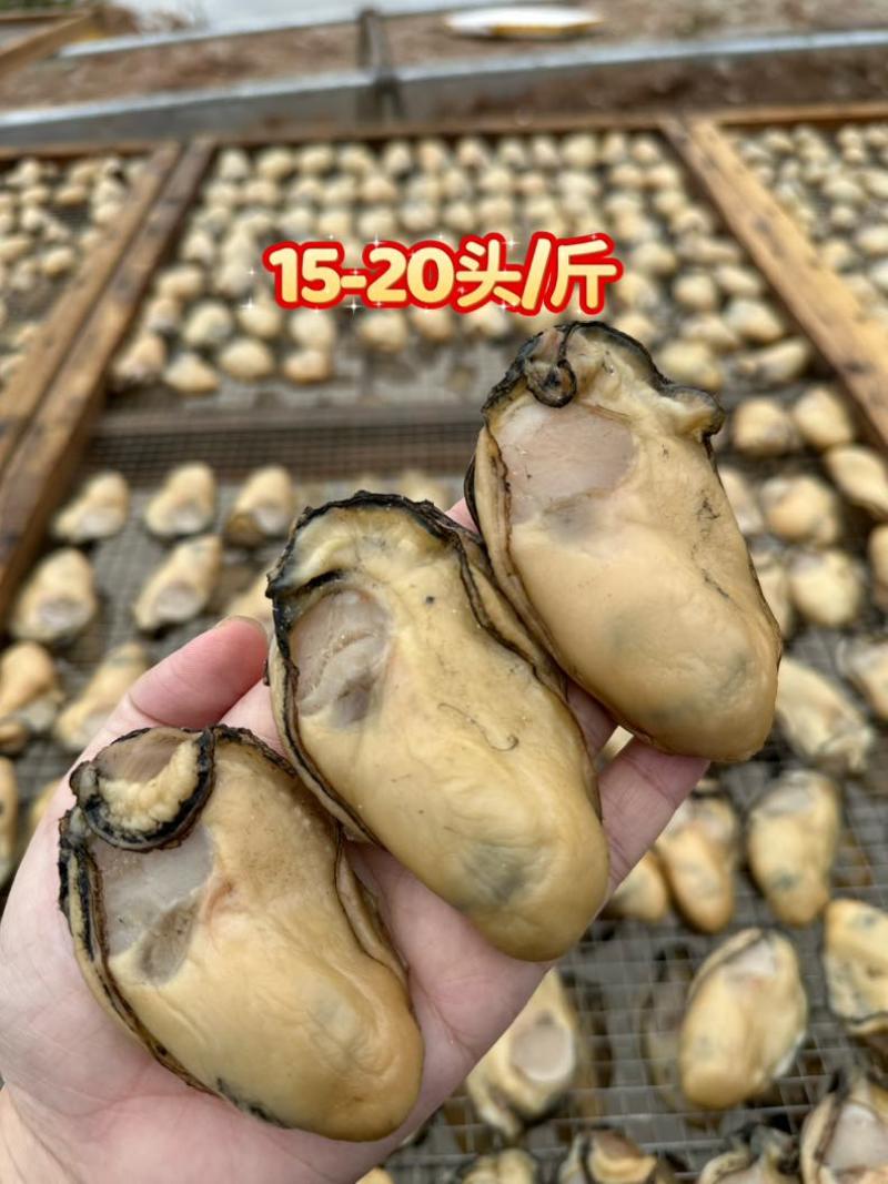 金蚝干，金蚝，蚝豉