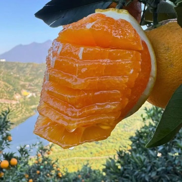 湖北秭归伦晚，九月红，红橙，夏橙等