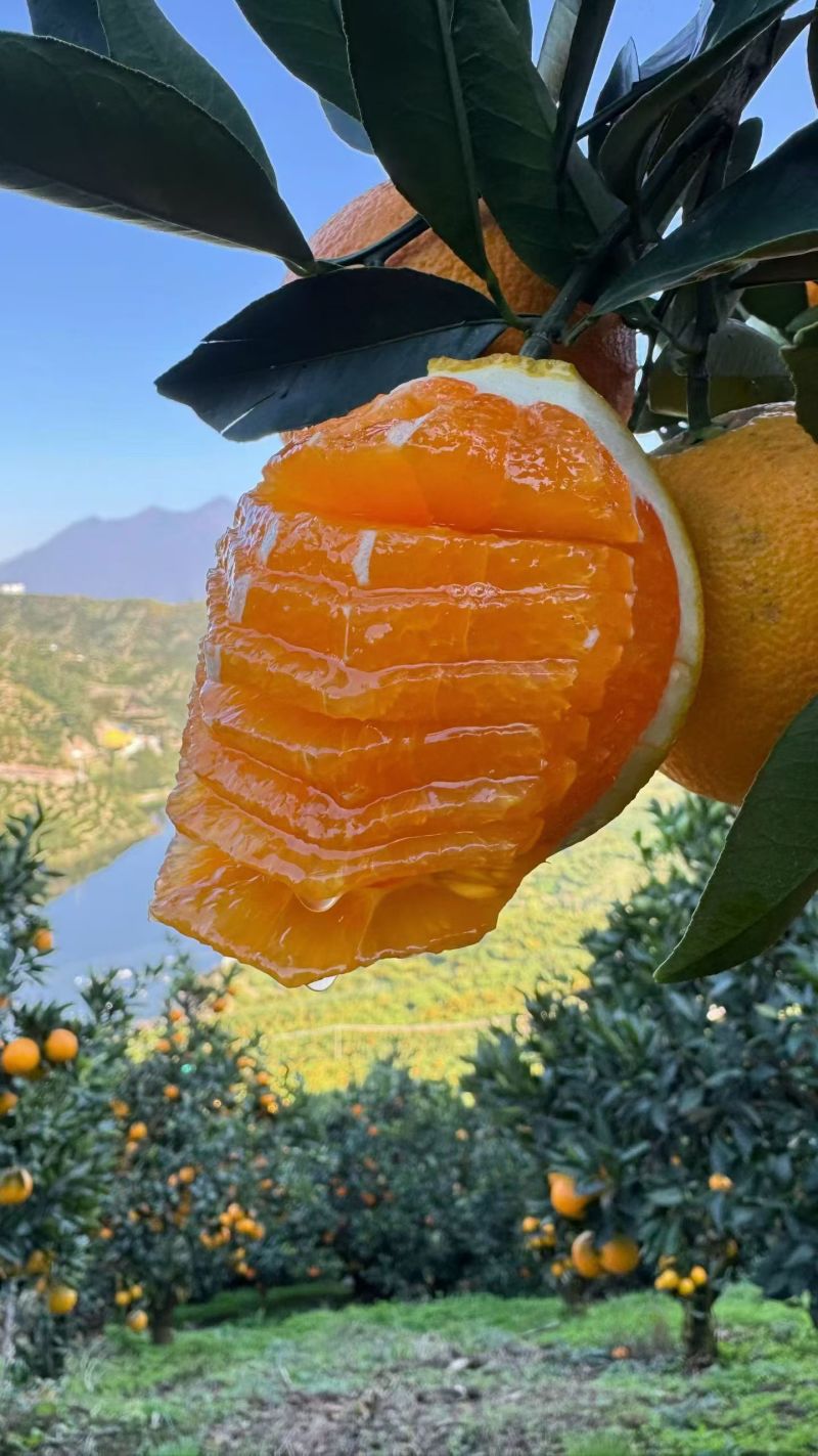 湖北秭归伦晚，九月红，红橙，夏橙等