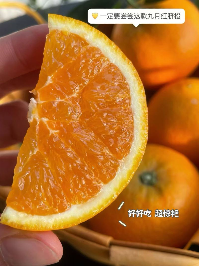 湖北秭归伦晚，九月红，红橙，夏橙等