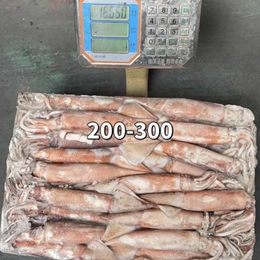 灯光船冻真鱿，规格：200/300，300/400