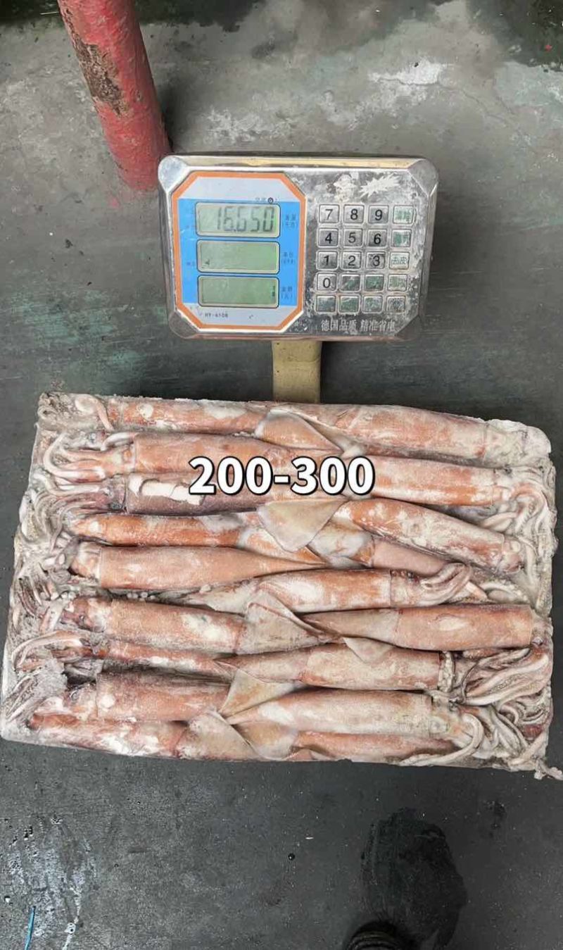 灯光船冻真鱿，规格：200/300，300/400