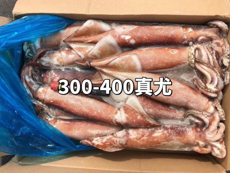 灯光船冻真鱿，规格：200/300，300/400
