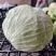 昭通包菜，平顶包