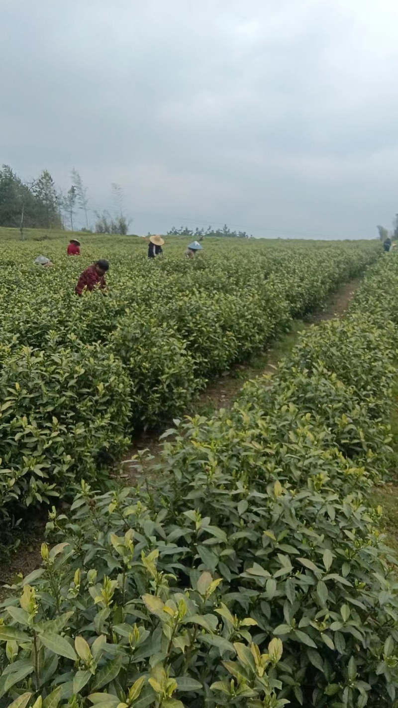 白茶，黄茶