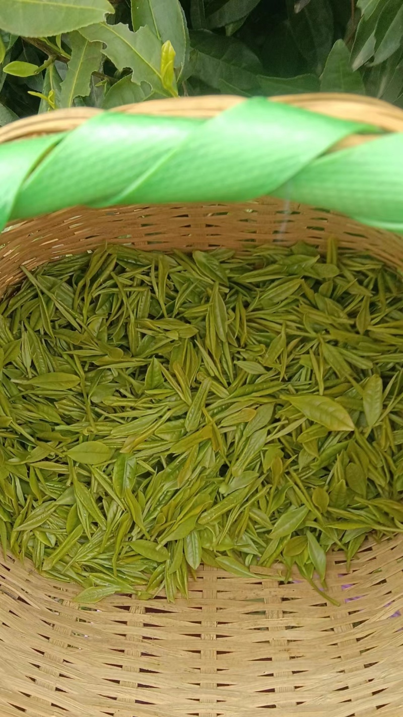 白茶，黄茶