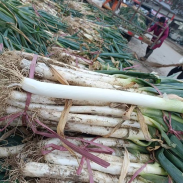 河南大葱和香葱