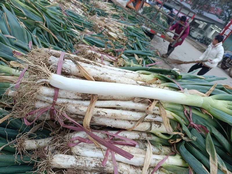河南大葱和香葱