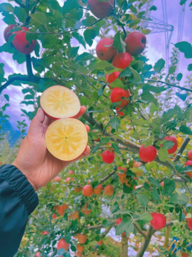 泸定县固包村大坪糖心苹果