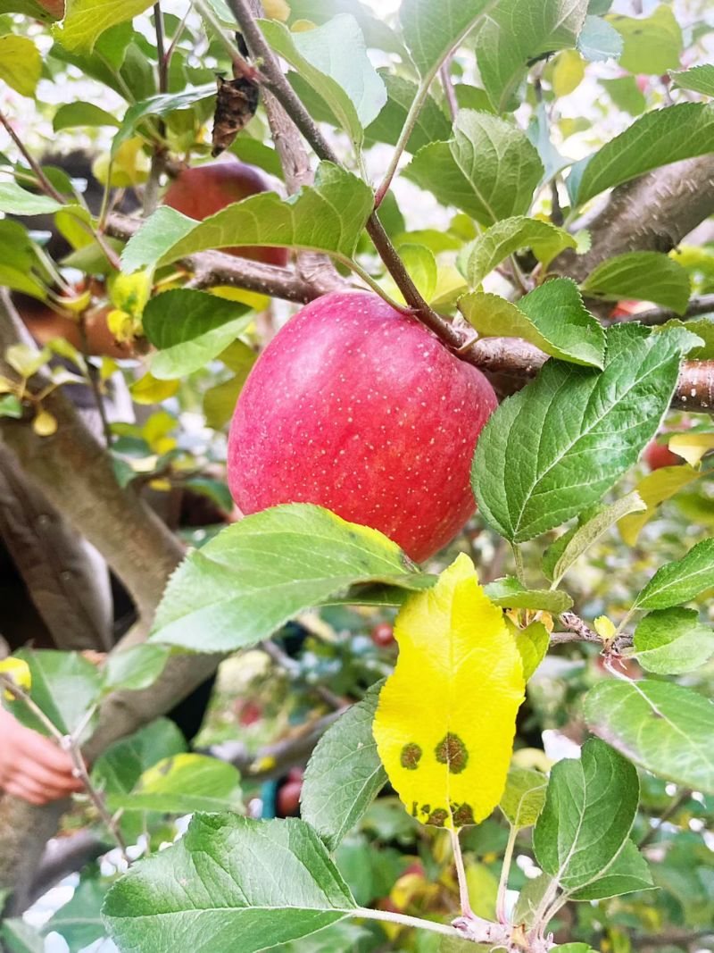 泸定县固包村大坪糖心苹果