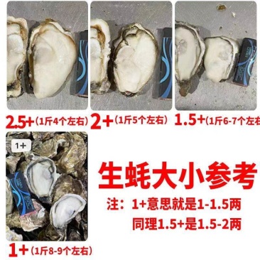 山东威海乳生蚝