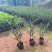 翠芦莉15-30，3斤袋7斤袋，各种规格大量低价出售