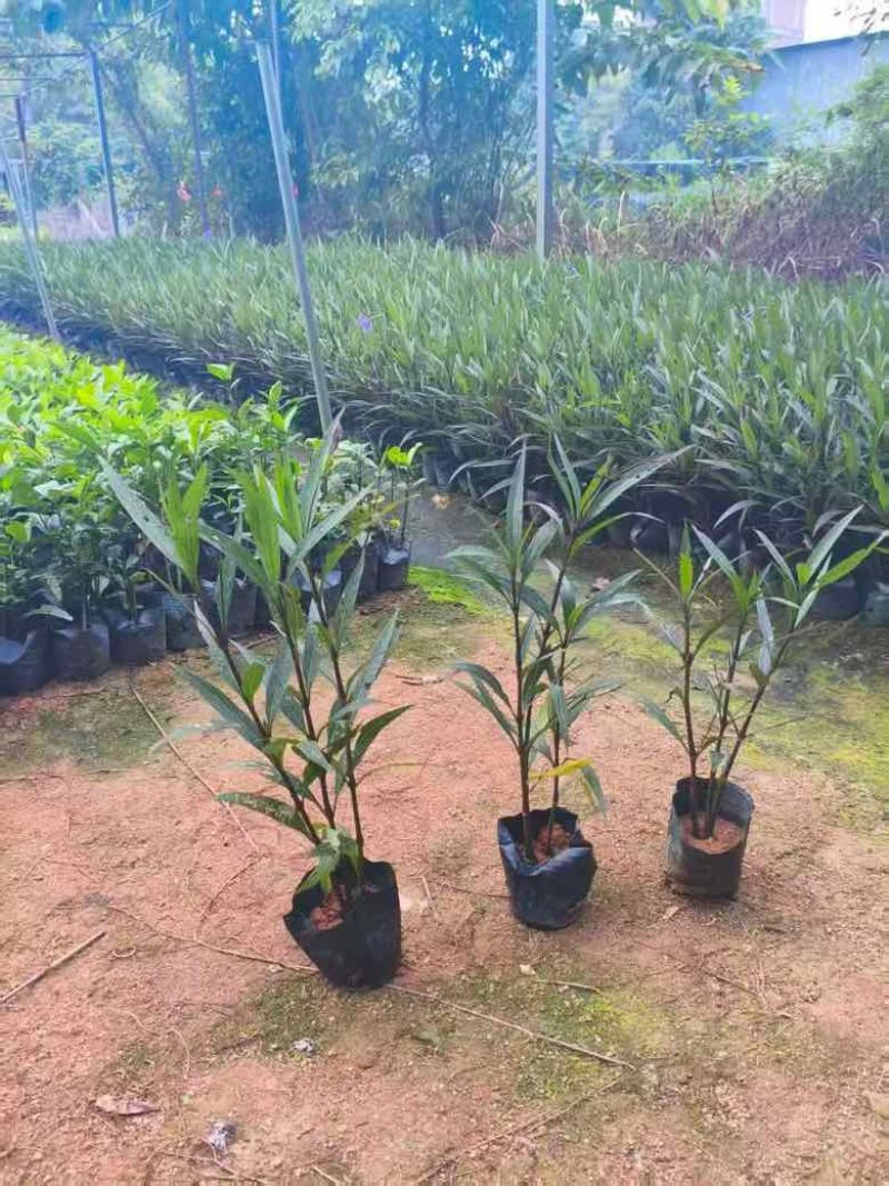 翠芦莉15-30，3斤袋7斤袋，各种规格大量低价出售
