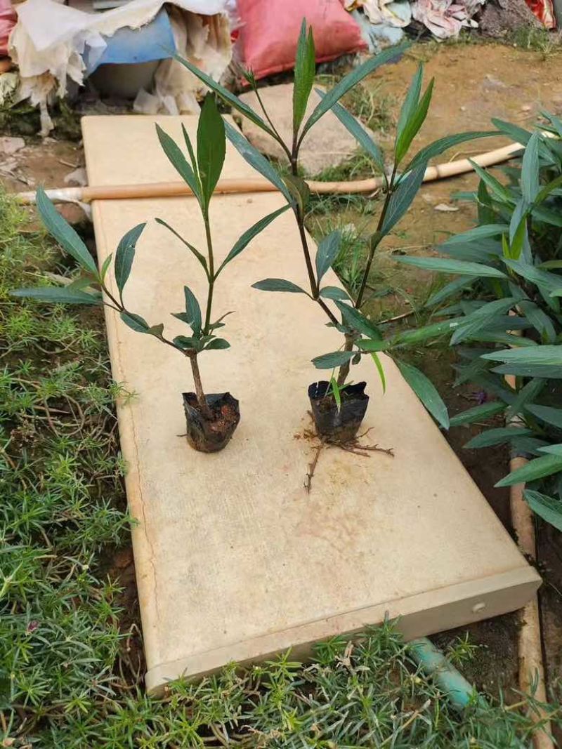 翠芦莉15-30，3斤袋7斤袋，各种规格大量低价出售