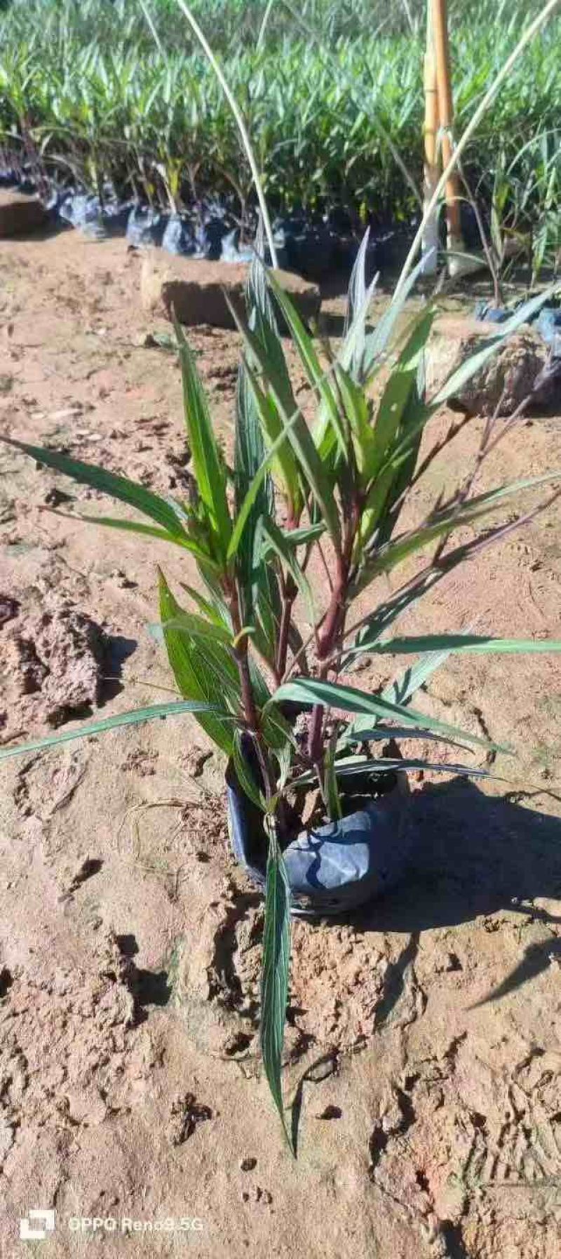 翠芦莉15-30，3斤袋7斤袋，各种规格大量低价出售