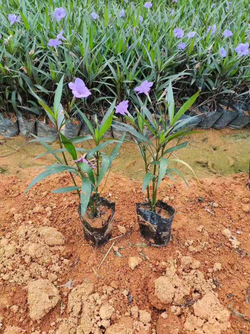 翠芦莉15-30，3斤袋7斤袋，各种规格大量低价出售