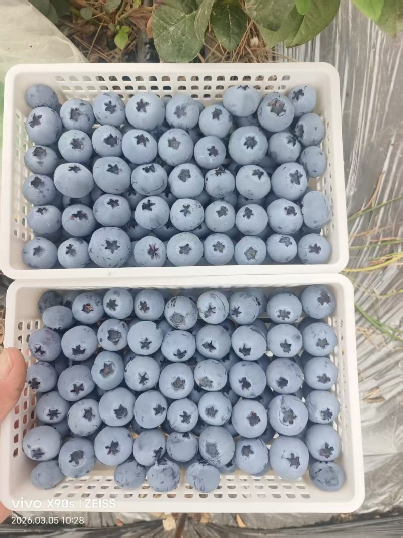 山东莒县蓝莓大量上市