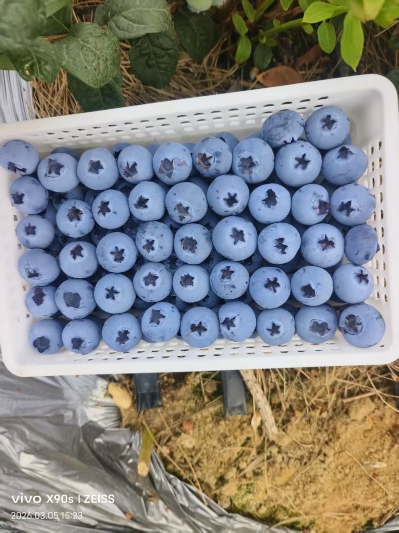 山东莒县蓝莓大量上市