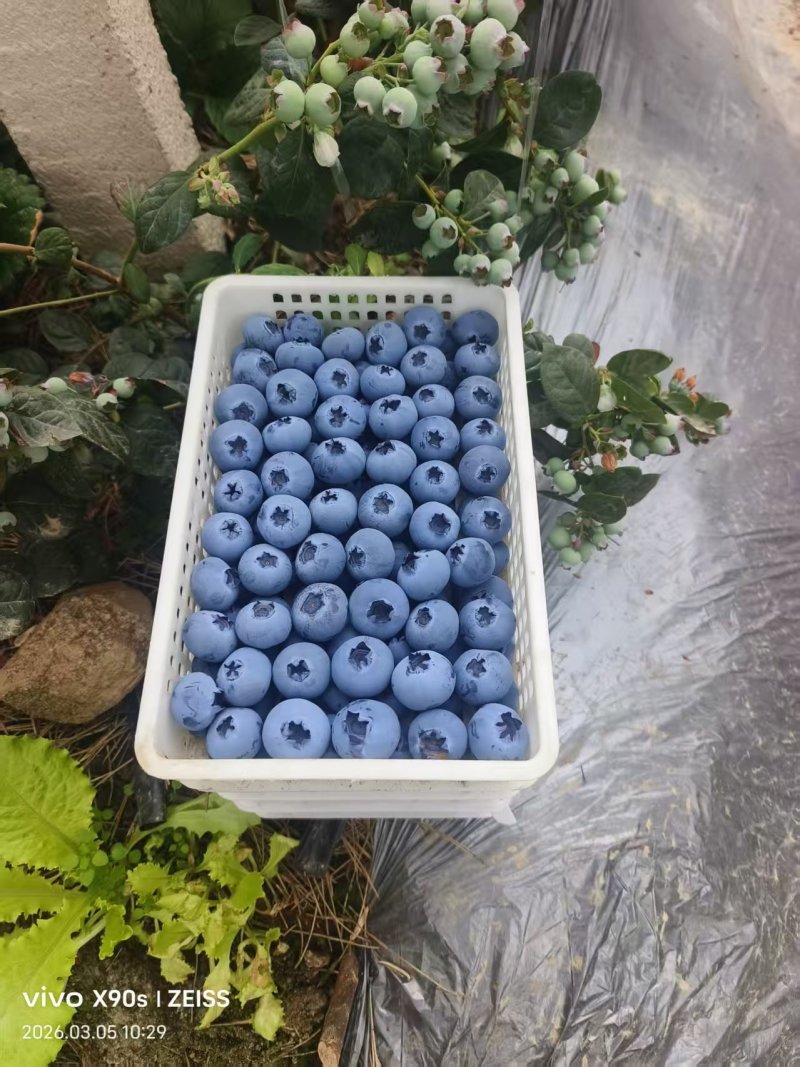 山东莒县蓝莓大量上市
