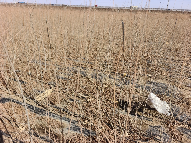 金叶榆绿篱苗高度0.6-1.2米