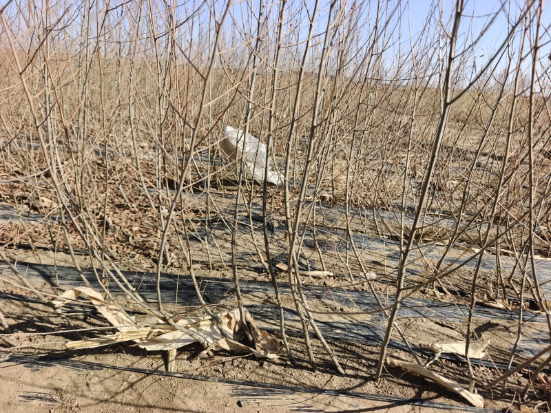 金叶榆绿篱苗高度0.6-1.2米