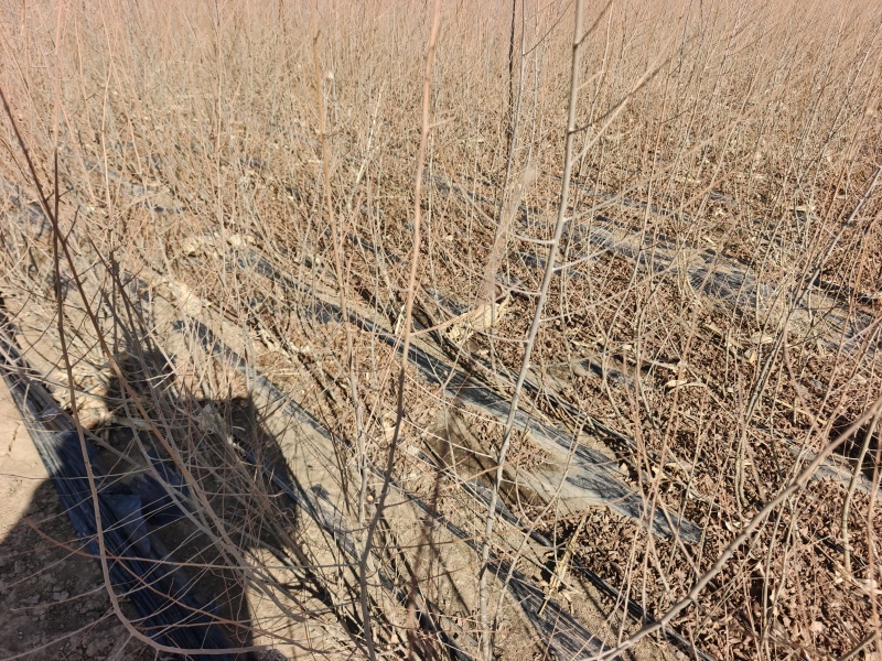 金叶榆绿篱苗高度0.6-1.2米