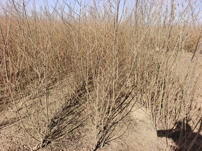 金叶榆绿篱苗高度0.6-1.2米