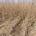 金叶榆绿篱苗高度0.6-1.2米