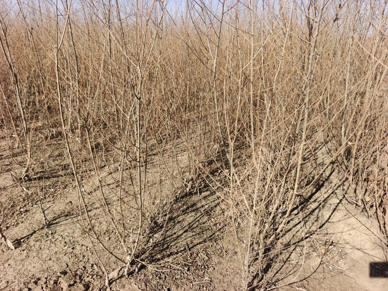 金叶榆绿篱苗高度0.6-1.2米
