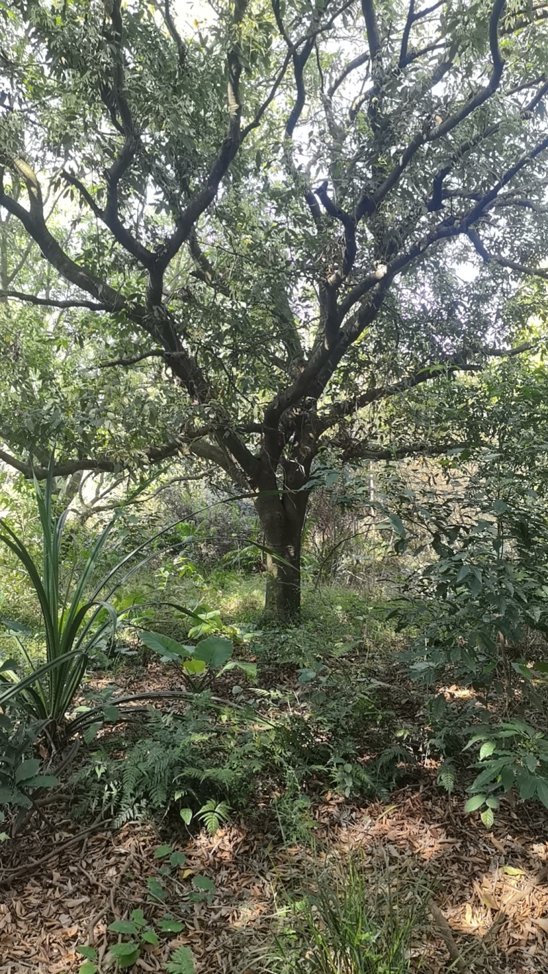 年份荔枝树苗