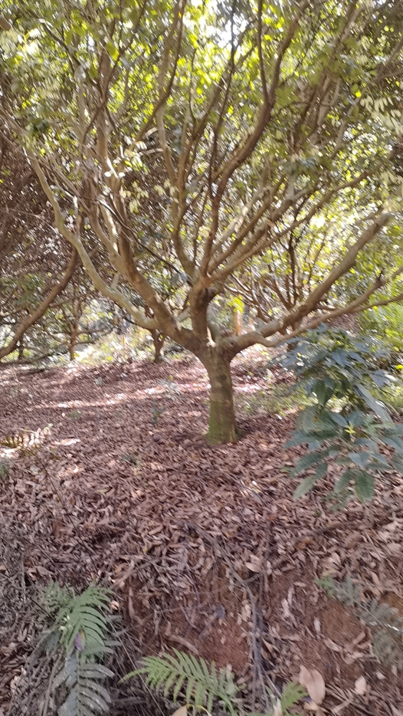 年份荔枝树苗
