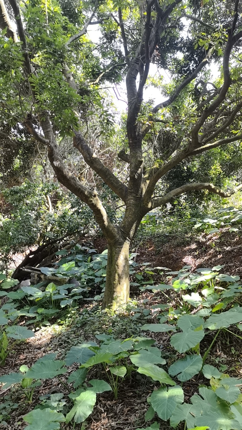 年份荔枝树苗