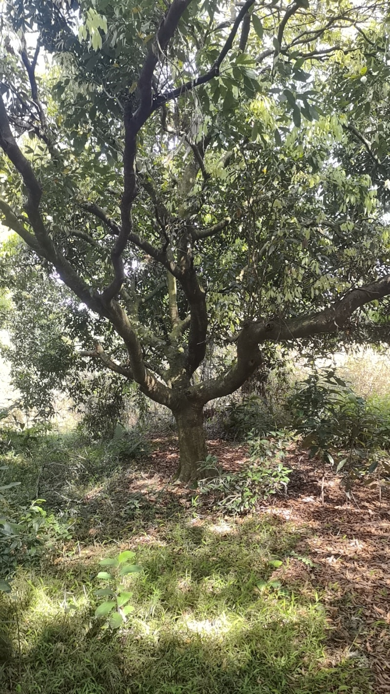 年份荔枝树苗