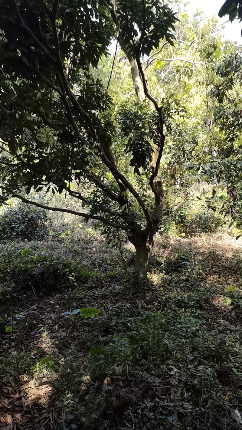 年份荔枝树苗