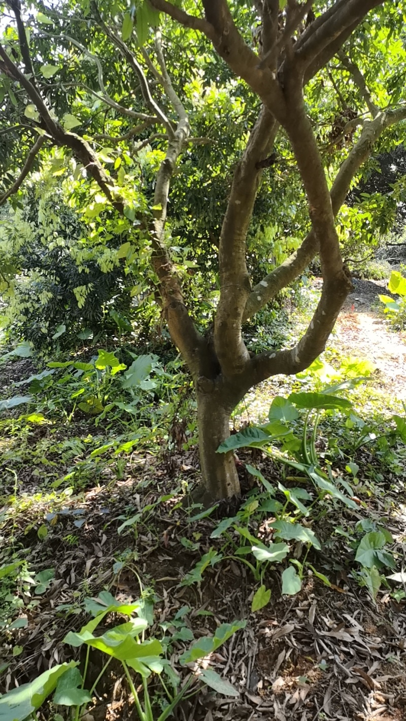 年份荔枝树苗
