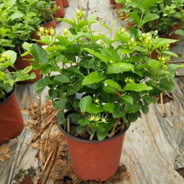 横州茉莉花袋苗两年苗重瓣香水茉莉花基地直发一件代发