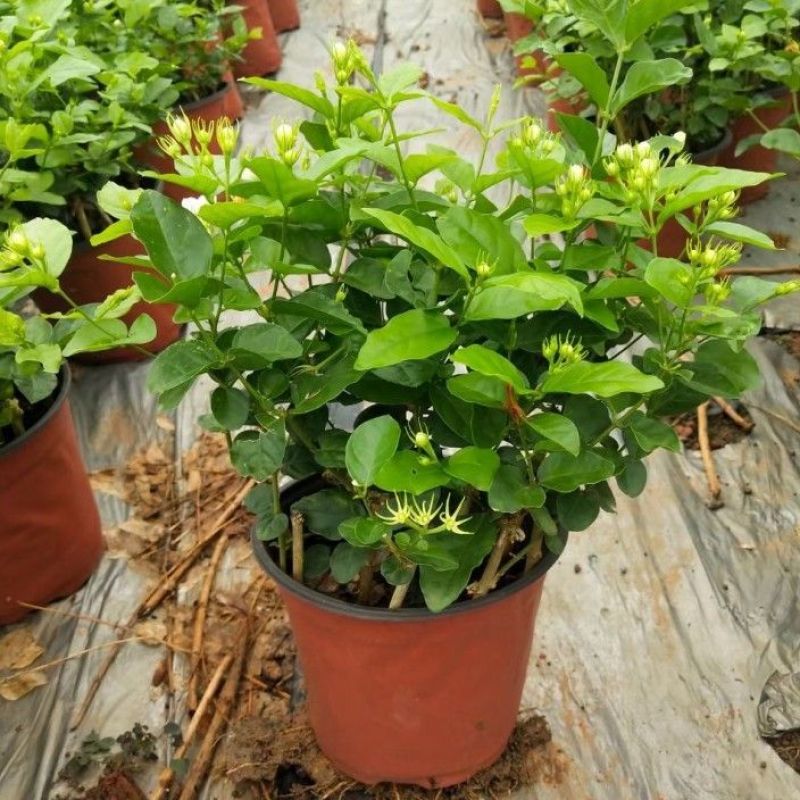 横州茉莉花袋苗两年苗重瓣香水茉莉花基地直发一件代发